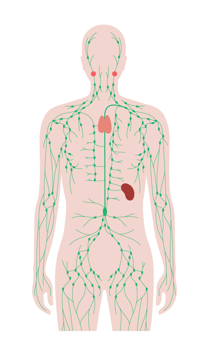 lymfkliniken-lymfsystemet-lymfvener