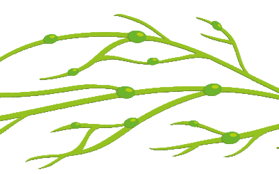 Lymfsystemet – lymfkärlen